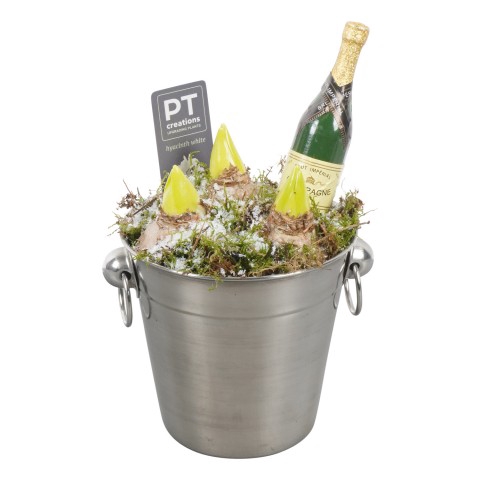 <h4>PTHN7201 Arrangementen kamerplanten</h4>