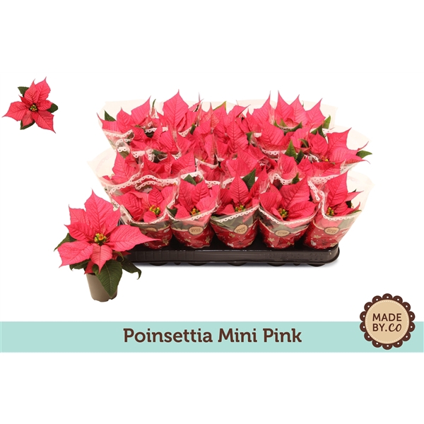 <h4>Euph. Poinsettia Mini Pink in sleeve</h4>