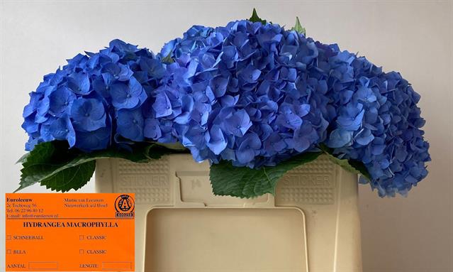 <h4>Hydrangea bela blue</h4>