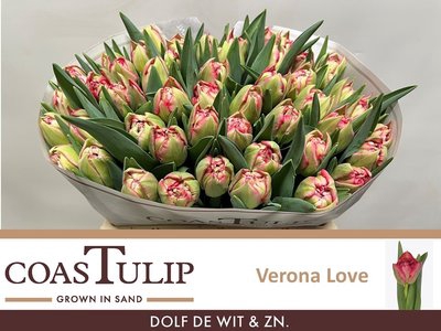 <h4>Tulip do verona love</h4>