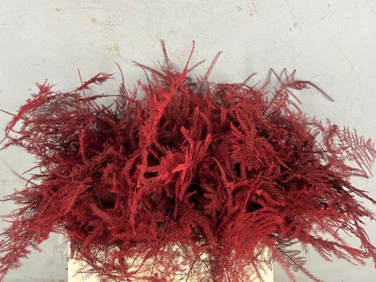 <h4>Asparagus 1e Veren Red</h4>