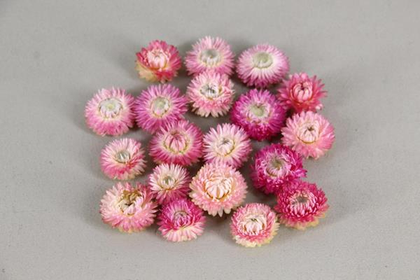 <h4>Df Helichrysum Head L.pink</h4>