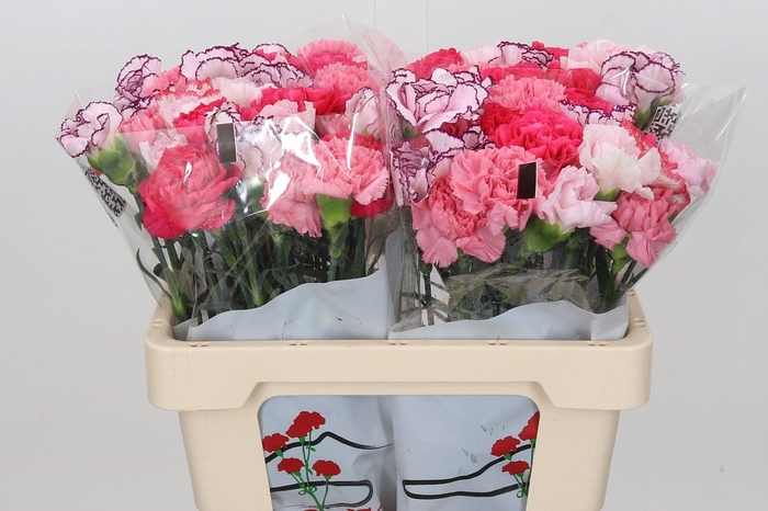 Dianthus St Rainbow Mix Pink