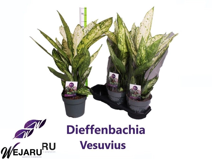 <h4>DIEFF VESUVIUS</h4>