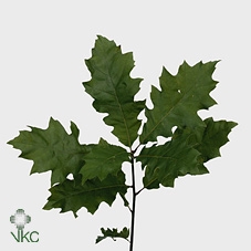 <h4>Leaf quercus (eik) rubra</h4>