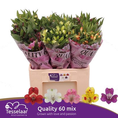 <h4>Alstroemeria mix in bucket</h4>