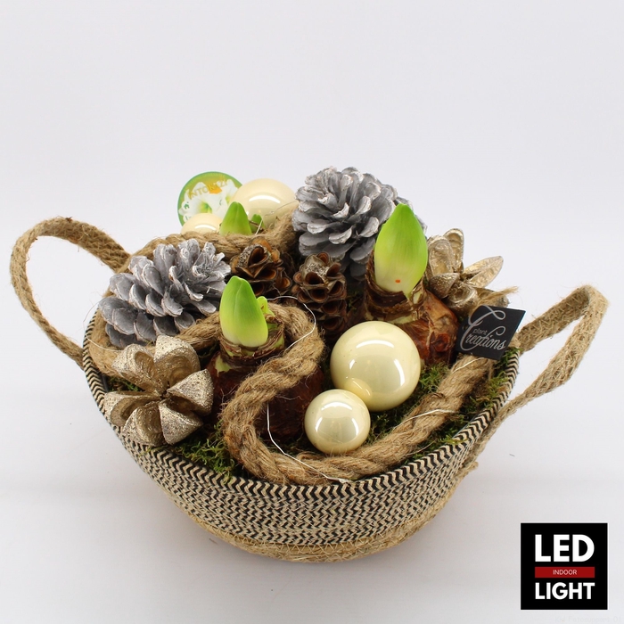 <h4>HICR-2318WLED Kerst Amaryllis</h4>