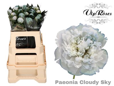 <h4>Paeonia paint clowdy sky</h4>