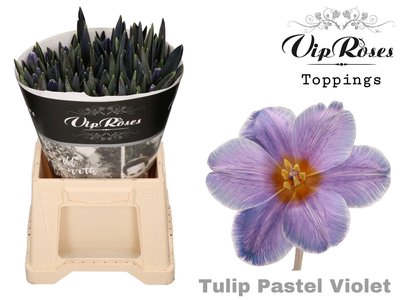 <h4>Tulipa si paint pastel violet</h4>