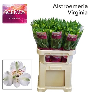 Alstroemeria virginia