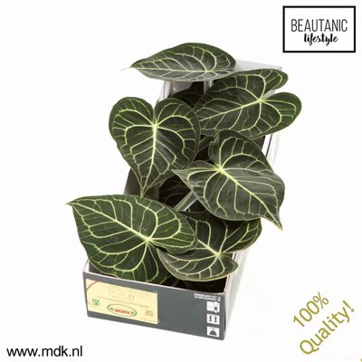 <h4>Leaf anthurium clarinervium</h4>