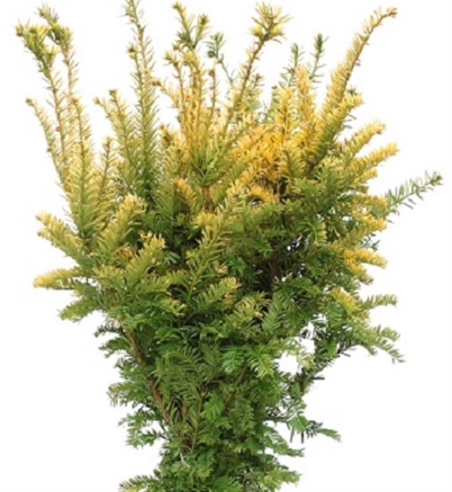 <h4>Co Taxus Bac Sempreaurea</h4>