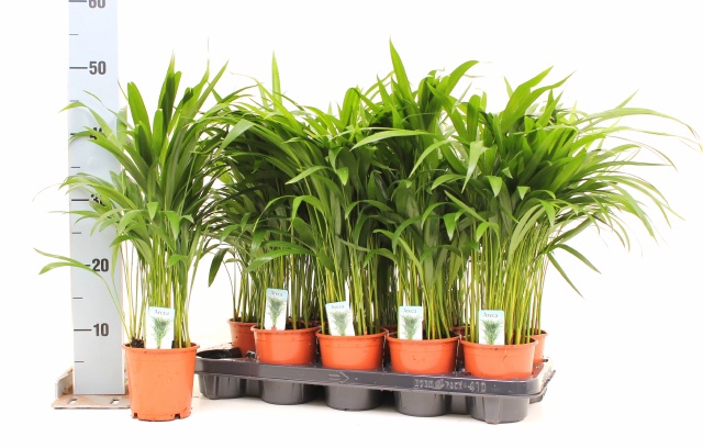 <h4>DYPSIS LUTESCENS</h4>