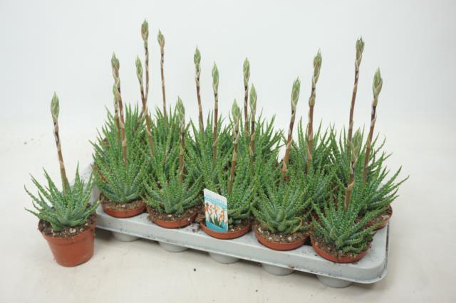 <h4>ALOE HUMILIS</h4>