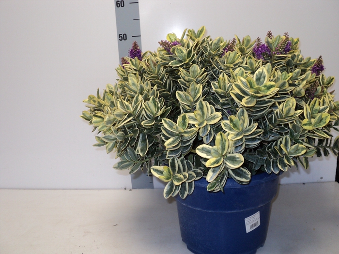 <h4>HEBE AND VARIEGATA</h4>