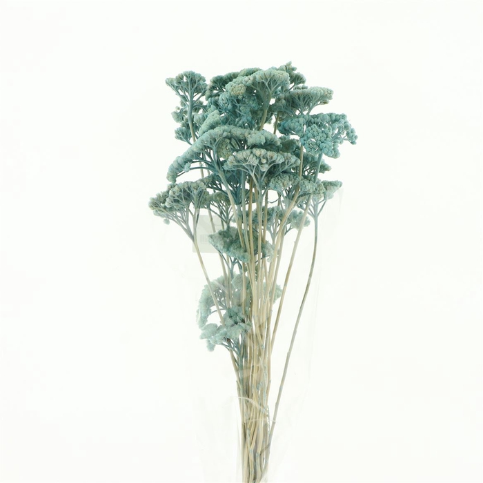 <h4>Dried Achillea Pastel Blue P Bs</h4>