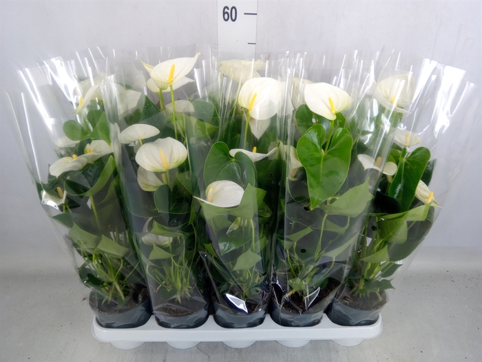 <h4>Anthurium  'Karma White'</h4>
