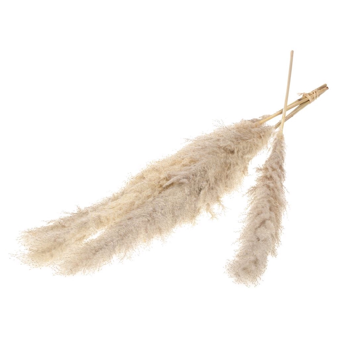 <h4>Cane arundo donax 5pc 115cm SB natural</h4>
