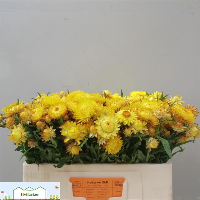 <h4>Helichrysum yellow</h4>