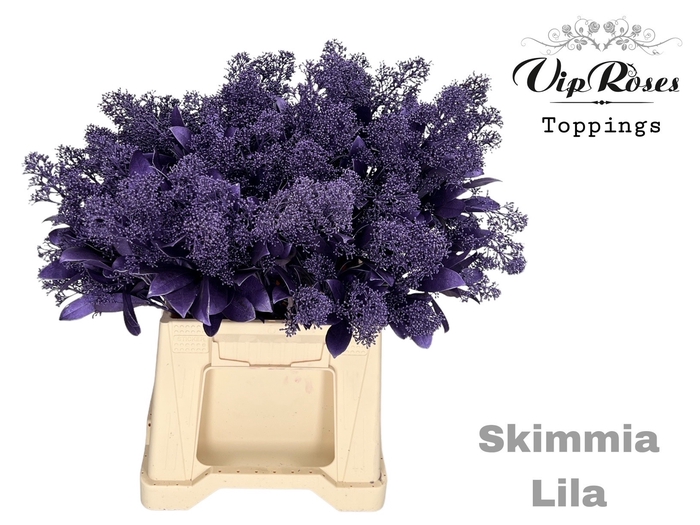 <h4>Skimmia paint metallic lilac</h4>