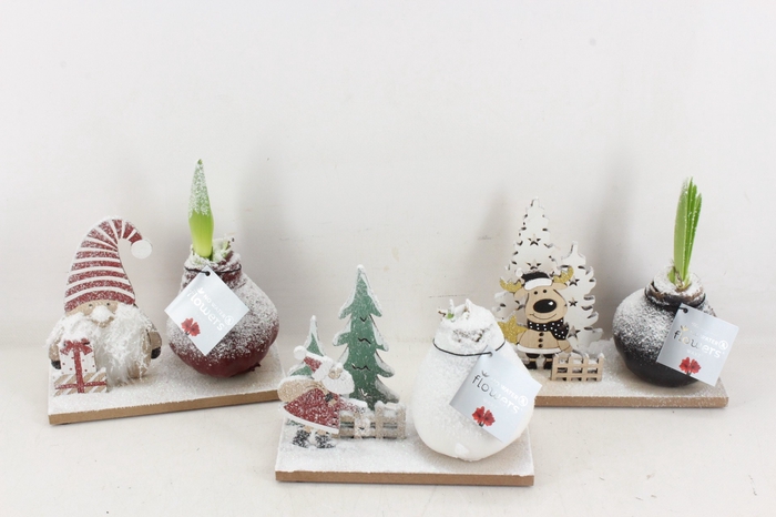 <h4>arr4 Amaryllis VH - Winter wonderland</h4>