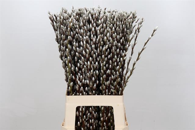 <h4>Salix snow flake</h4>