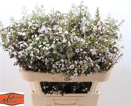 <h4>Chame Dancing Queen Rose 70cm Extra</h4>