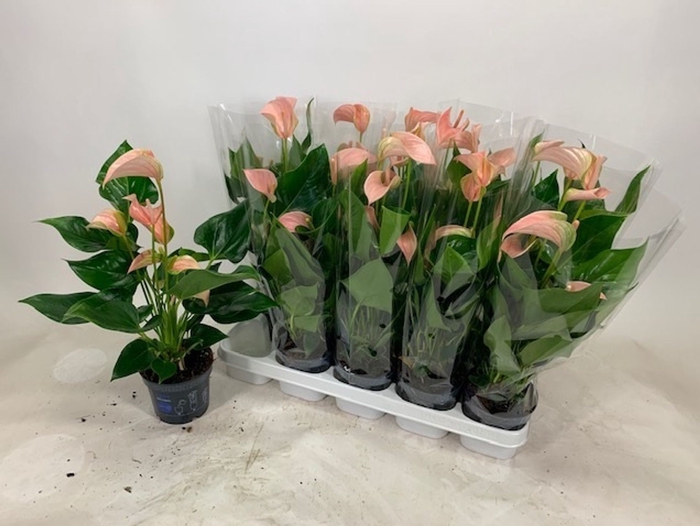 <h4>Anthurium Andreanum Grp Joli Peach</h4>