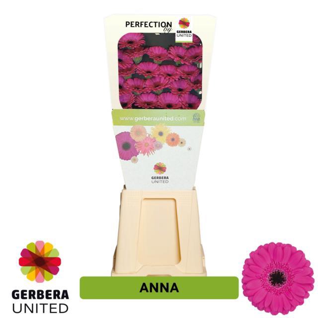 <h4>Germini diamond anna</h4>