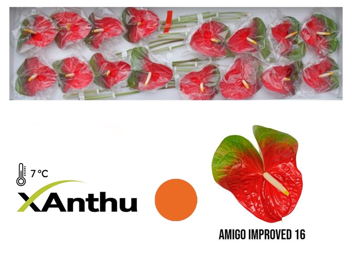 <h4>ANTH A Amigo Impr. 16</h4>