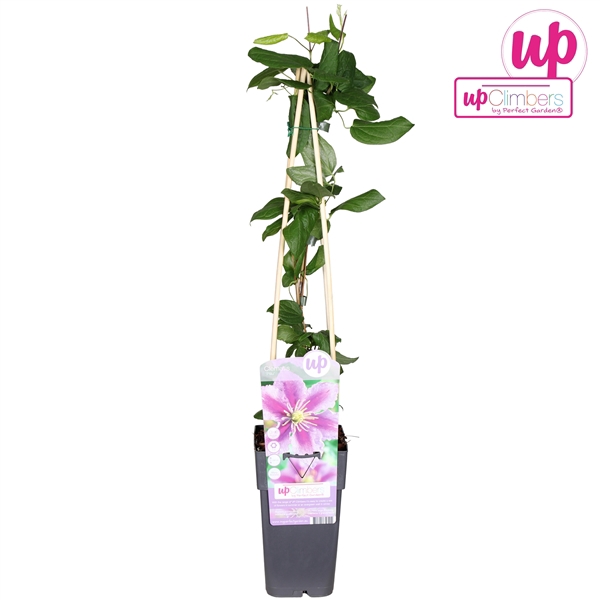 <h4>Clematis Piilu P15</h4>