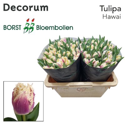 <h4>Tulipa fr hawaii</h4>