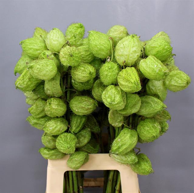<h4>Asclepias moby dick seed pod</h4>