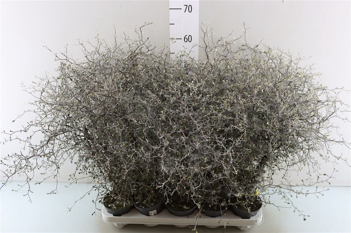 <h4>Corokia Cotoneaster</h4>