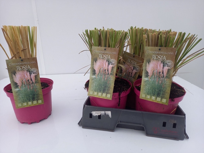 <h4>Cortaderia selloana Rosea</h4>