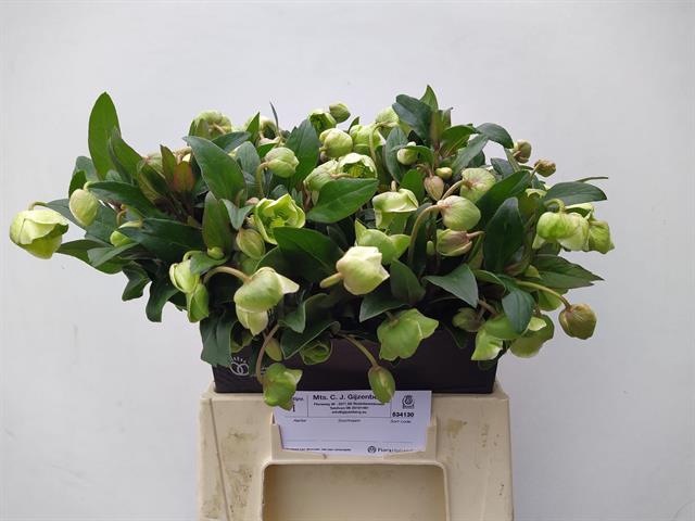 <h4>Helleborus magnificent bells</h4>