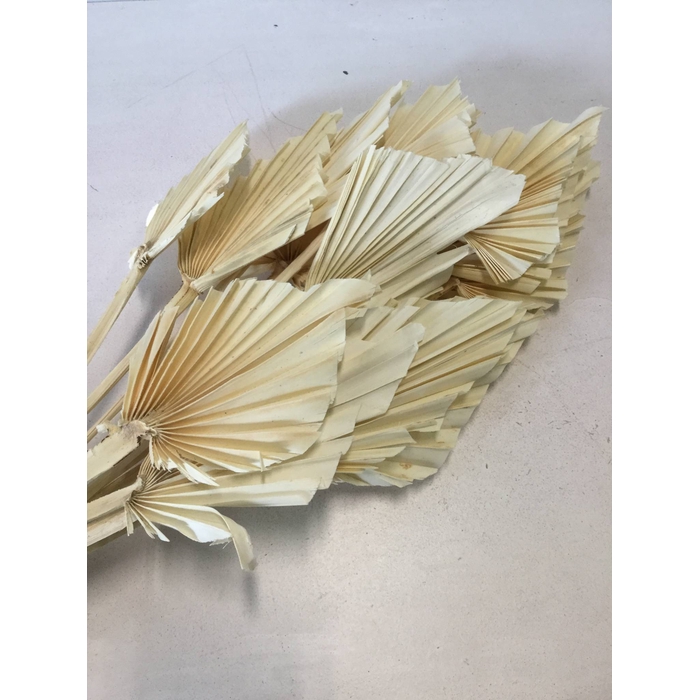 <h4>DRIED FLOWERS - PALMSPEAR BLEACHED 15PCS</h4>