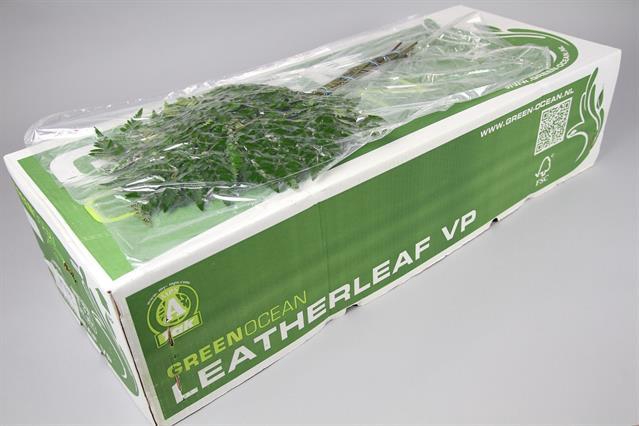 <h4>Leaf leather fern extra vacuum Green Ocean (arach)</h4>