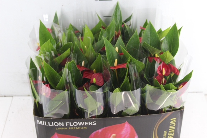 <h4>ANTHURIUM MINI MILLION FLOWERS P09</h4>