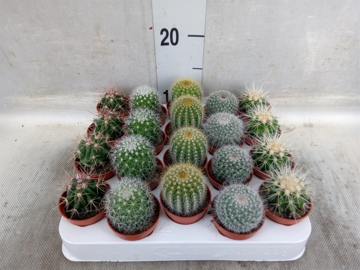 <h4>Cactus ...mix</h4>