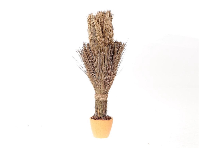 <h4>Dried Arr Pot Long Broom Nanal Grass D12</h4>