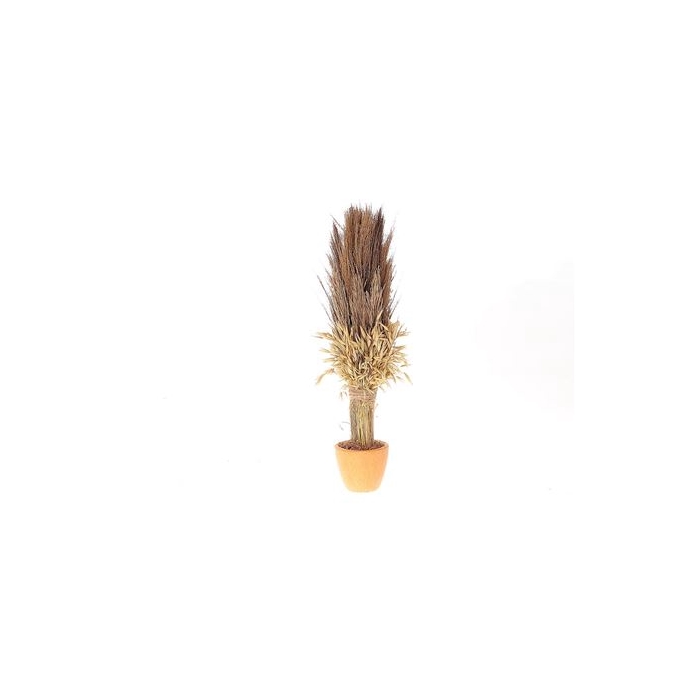 <h4>Arr. Pot Long Havana Broom Nanal Grass D12.0h53.0</h4>