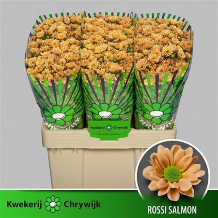 <h4>Chr S Rossi Salmon</h4>