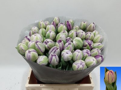 <h4>Tulipa do saigon double</h4>