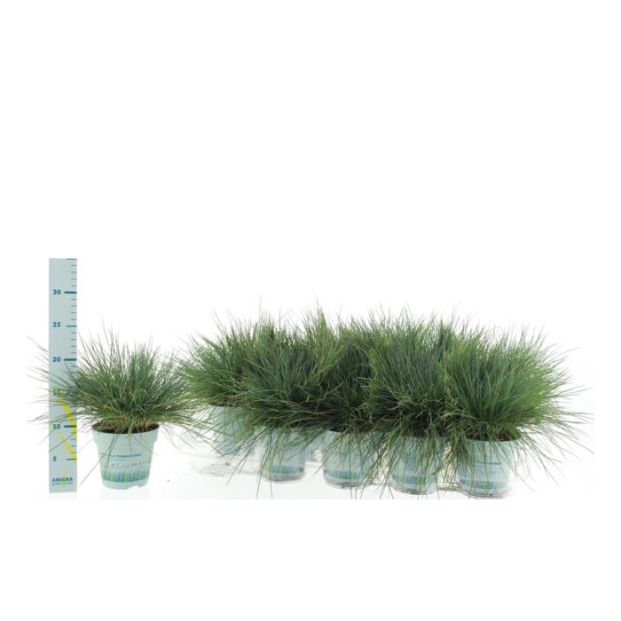<h4>Festuca glauca Compacta Blue 10,5Ø 25cm</h4>