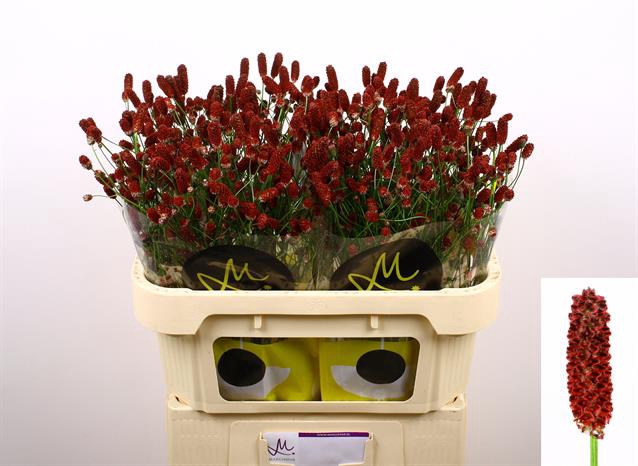 <h4>Sanguisorba red dream</h4>