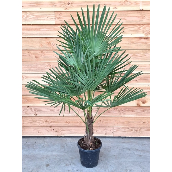 <h4>Trachycarpus fortunei</h4>