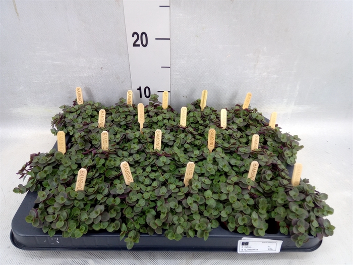 <h4>Callisia Repens 'turtle'</h4>
