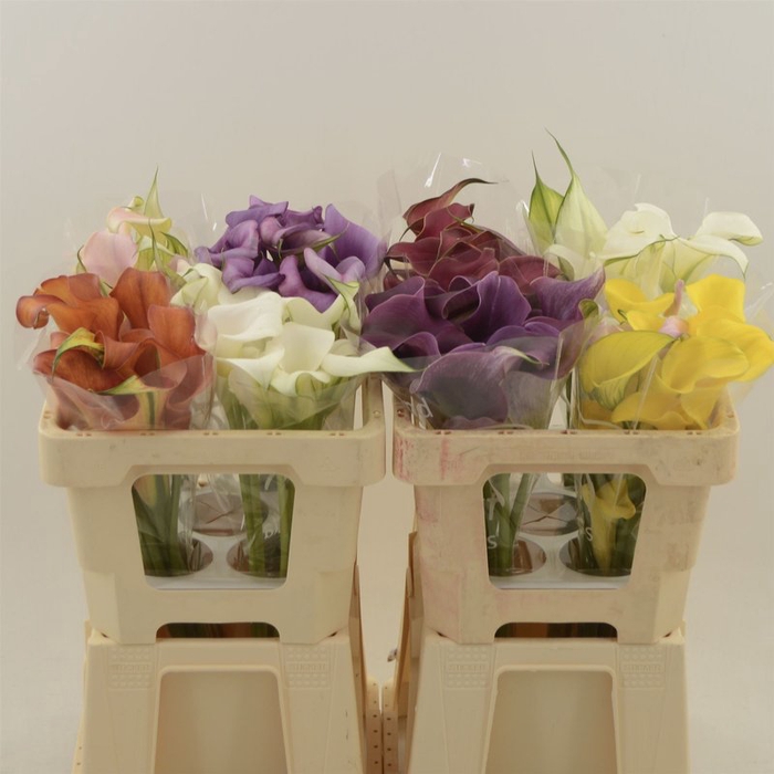 <h4>Zantedeschia mix</h4>