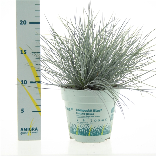 <h4>Festuca glauca CompactA Blue®</h4>